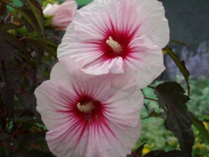 Ibišek bahenný Carousel 'Pink Candy'