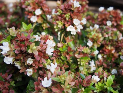 Abélia veľkokvetá 'Little Lady'