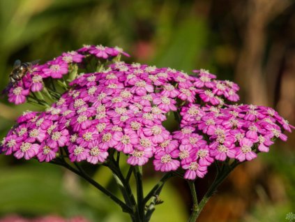 Rebríček obyčajný 'Pretty Belinda' - Achillea millefolium 'Pretty Belinda'