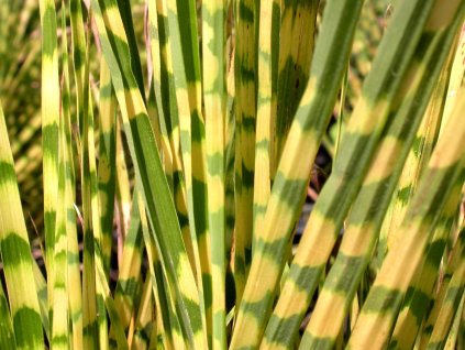 Ozdobnica čínska ' Gold Bar' - Miscanthus sinensis 'Gold Bar'