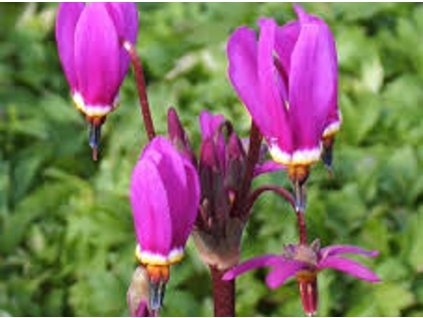 Boží kvet 'Red Wings' - Dodecatheon 'Red Wings'