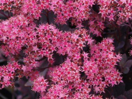 Rozchodník pochybný SunSparkler 'Plum Dazzled' - Sedum spurium SunSparkler 'Plum Dazzled'