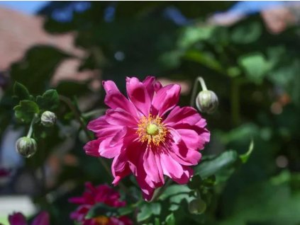 Sasanka japonská 'Bressingham Glow' - Anemone japonica 'Bressingham Glow'