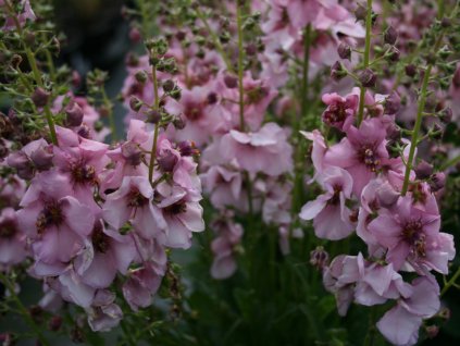 Divízna 'Rosie' - Verbascum 'Rosie'