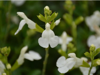 Šalvia Greggova Mirage 'White' - Salvia greggii Mirage 'White'