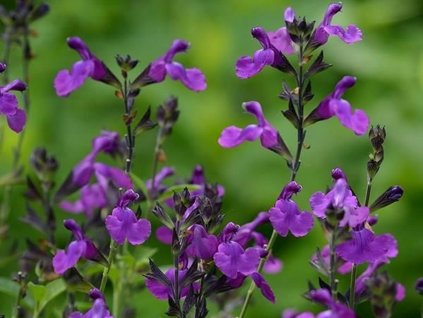 Šalvia Greggova Mirage 'Deep Purple' - Salvia greggii Mirage 'Deep Purple'