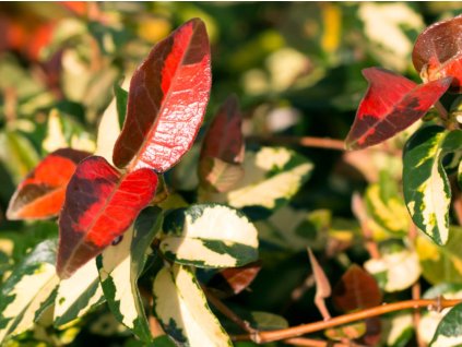 Jazmín voňavý 'Summer Sunset'