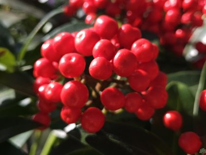 Skimia japonská 'Red Star'