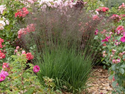 Bezkolenec modrý 'Banshee' - Molinia caerulea 'Banshee'