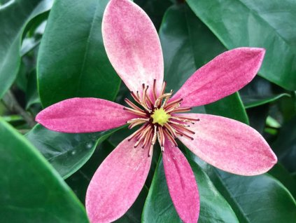 Magnólia 'Stellar Ruby'