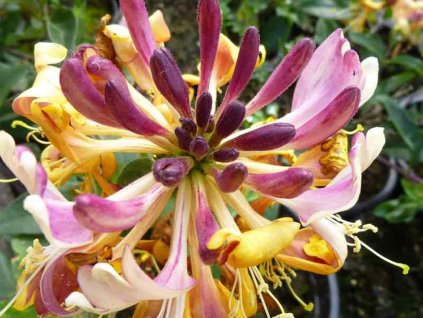 Zimolez ovíjivý 'Chic and Choc'