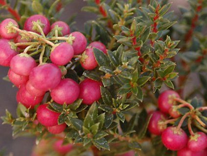 mucronata red