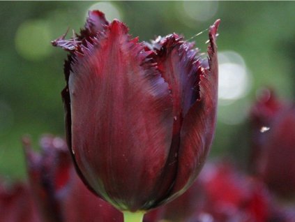 Tulipán 'Vincent Van Gogh'