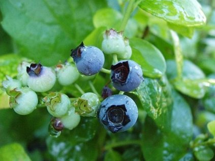 Kanadská čučoriedka 'Polaris'