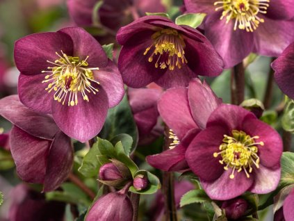 Čemerica 'HGC® Ice Breaker Ruby' - Helleborus 'HGC® Ice Breaker Ruby'