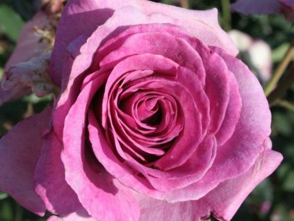 Ruža 'Violette Parfumée'