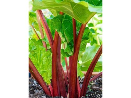 Rebarbora, reveň kučeravá 'Holsteiner Blut' - Rheum rhabarbarum 'Holsteiner Blut'