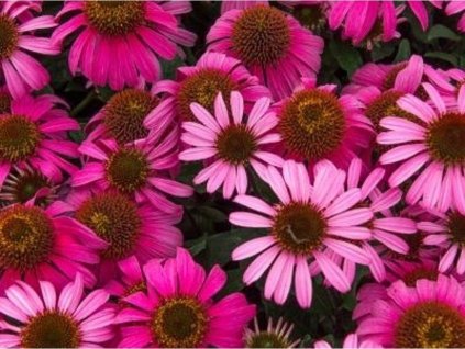 Echinacea 'Mooodz Awake' - Echinacea 'Mooodz Awake'