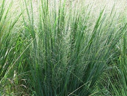 Proso prútnaté  'Northwind' - Panicum virgatum 'Northwind'