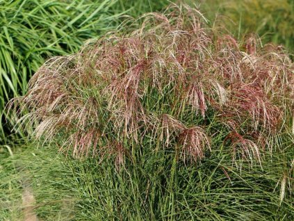 Ozdobnica čínska 'Pink Cloud' - Miscanthus sinensis 'Pink Cloud'