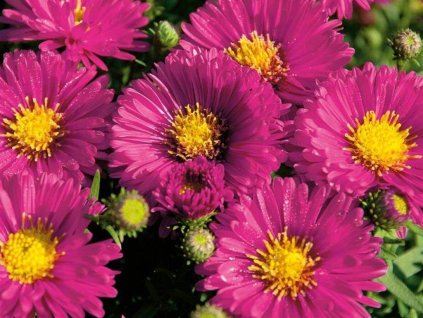 Astra krovita 'Granat' - Aster dumosus 'Granat'