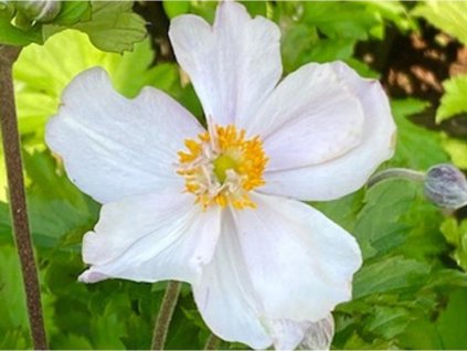 Veternica hybrida 'Dreaming Swan' - Anemone hybrida 'Dreaming Swan'