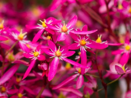 Lomikameň cortusifolia Dancing Pixies 'Tessy' - Saxifraga cortusifolia Dancing Pixies 'Tessy'