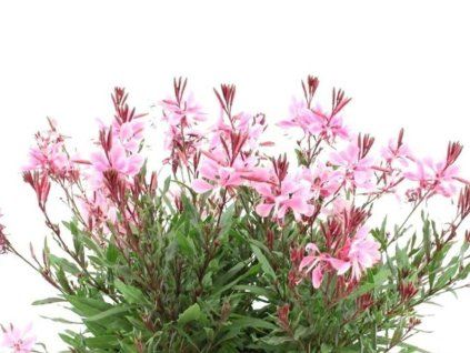 medium pink