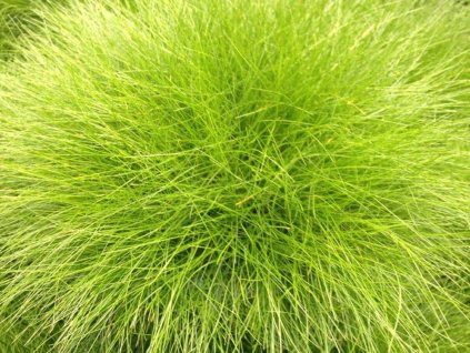 Metluška krivolaká 'AmiLime' - Deschampsia flexuosa 'AmiLime'