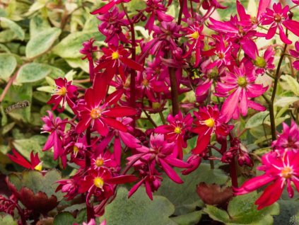 Lomikameň cortusifolia ortusifolia Dancing Pixies 'Tally' - Saxifraga cortusifolia Dancing Pixies 'Tally'