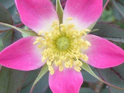 Ruža sivá  Rosa glauca