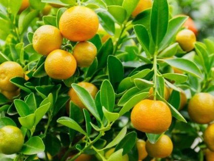 Pomerančovník zakrslý