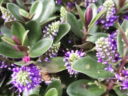 Hebe addenda  'Vinoa Purple'