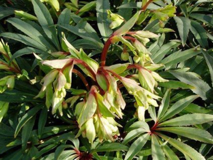 Čemerica smrdutá 'Wester Flisk' - Helleborus foetidus 'Wester Flisk'