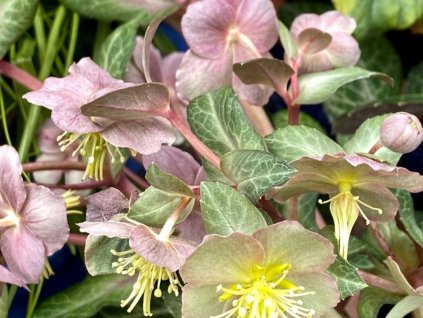 Čemerica sivozelená 'Purple Marble' - Helleborus lividus 'Purple Marble'