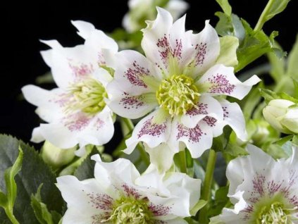 Čemerica 'Hello Pearl' - Helleborus orientalis 'Hello Pearl'