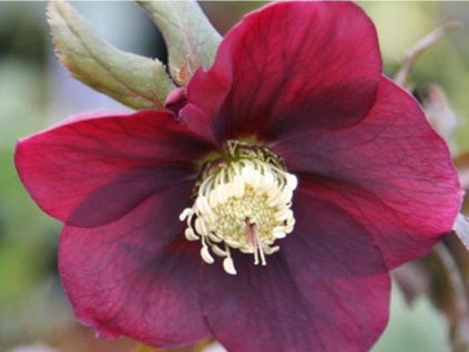 Čemerica 'Hello Red' - Helleborus orientalis 'Hello Red'