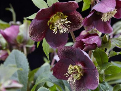 Čemerica 'Hello Ruby' - Helleborus 'Hello Ruby'