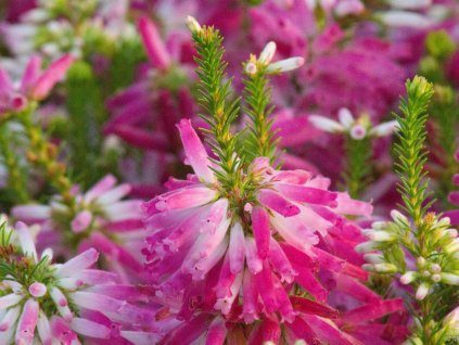 Vresovec verticillata - Eric verticillata