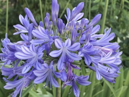 Kalokvet africký 'Azureum' - Agapanthus africanus 'Azureum'