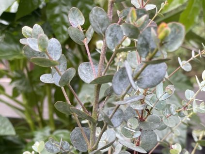 Eukalyptus gunnii 'Blue Ice'