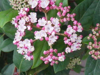 Kalina vavrínová 'Eve price'