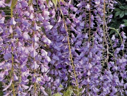 Vistéria 'Ito Koku Riu'