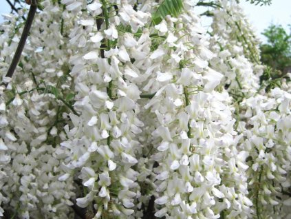 Vistéria  kvitnatá 'Longissima Alba'