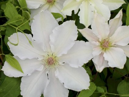 Plamienok 'Gladys Picard'