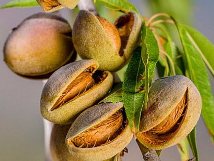 Mandľa 'Tétényi Bötermö'