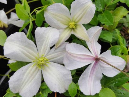 Plamienok 'White Prince Charles'