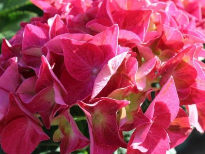 Hortenzia kalinolistá EVERBLOOM 'Red Wonder'
