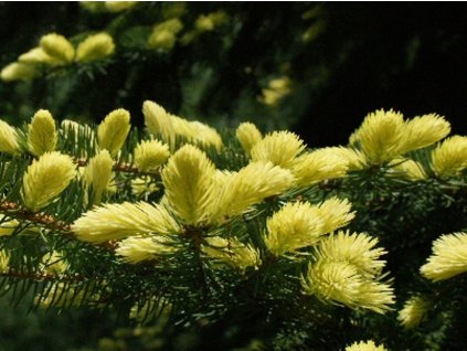 Smrek obyčajný 'Perry's Gold'