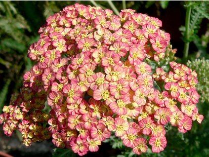Rebríček obyčajný 'Tricolor'